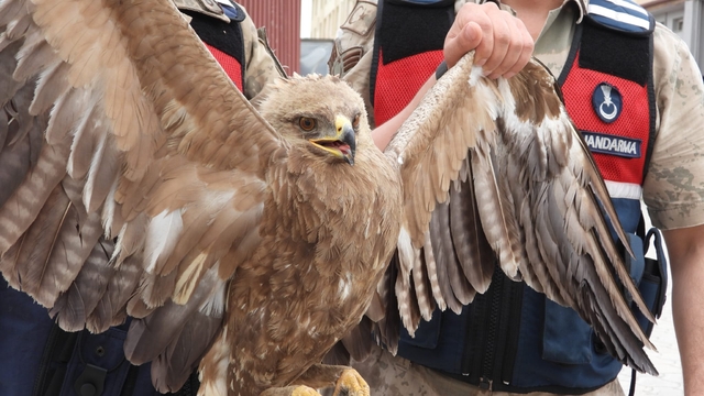 Hatay'da jandarmanın bulduğu yaralı kartal tedaviye alındı