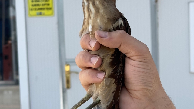 Konya'da yaralı bulunan balaban kuşu koruma altına alındı