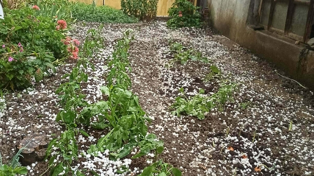 Manisa'da dolu yağışı; tarım arazileri zarar gördü