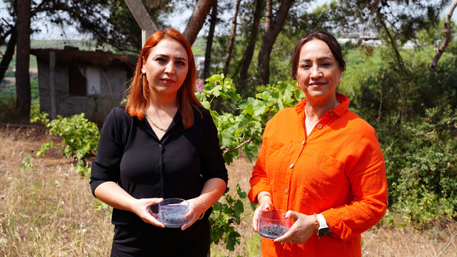 Bilim insanları Akdeniz üzüm bağlarının korunması için 'hidrojel' üretti