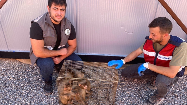 Şırnak'ta 6 Hint şebeği ele geçirildi