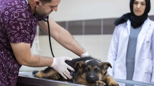 Atatürk Üniversitesi Veteriner Fakültesi uluslararası akreditasyona sahip oldu