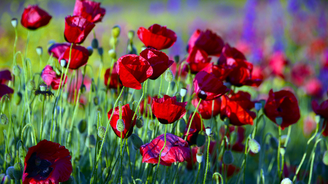 Çiçeklerle rengarenk süslenen arazi fotoğraf çektirmek isteyenlerin uğrak yeri oldu