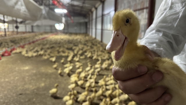 Hobi amaçlı kurduğu çiftlikte yetiştirdiği Pekin ördeğiyle ihracat hedefliyor