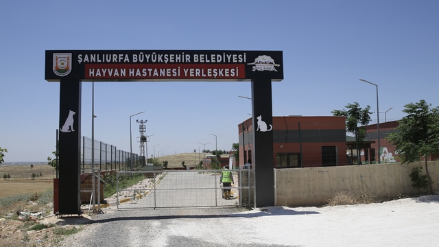 Şanlıurfa'da sahipsiz köpekler barınakta aşılanıyor