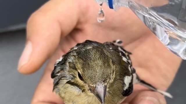 Isparta'da sıcaktan bitkin düşen kuş yavrusu vatandaşın yardımıyla canlandı
