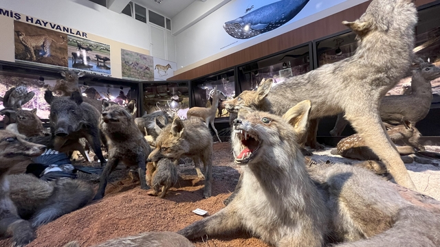 Trafik kazasında ve doğada ölen hayvanlar, tahnit edilerek BUÜ Zooloji Müzesi'nde sergileniyor