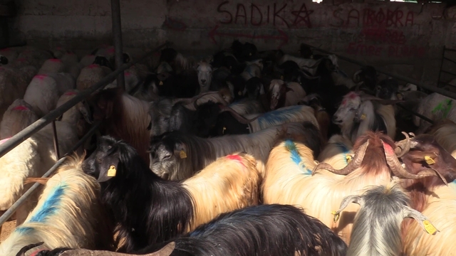 Elazığ'da hayvan pazarında denetim yapıldı