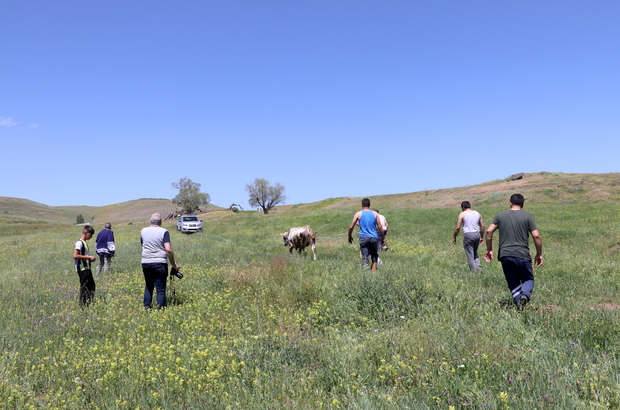 Erzurum'da Pasinler Ovası'na kaçan kurbanlıklar vatandaşlara ve ekiplere zor anlar yaşattı