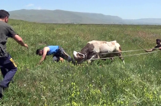 Kaçan boğaya uyuşturucu iğne atıp kementle yakaladılar, sahibi boynuz darbelerinden son anda kurtuldu