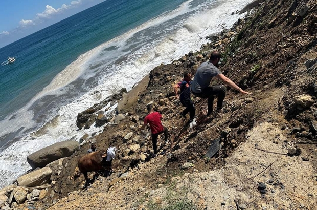 Zonguldak'ta kesime getirildiği sırada denize kaçan boğayı itfaiye ekipleri yakaladı 