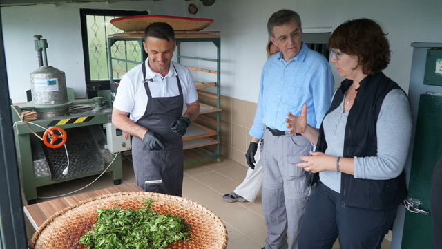 Hollanda'dan Rize'ye gelip çayın üretim aşamalarını gördüler