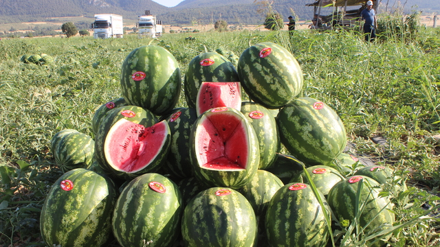 Coğrafi işaretli Osmaneli karpuzunun hasadı başladı