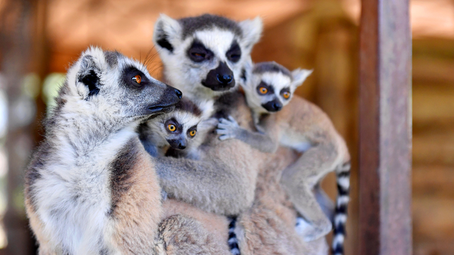 Tarsus Doğa Parkı'ndaki lemur ve sırtlan doğum yaptı
