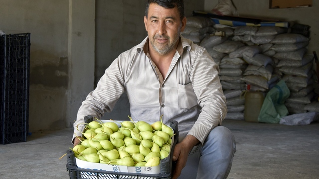 Turgutlu'da yetişen limon armudunun hasadı başladı