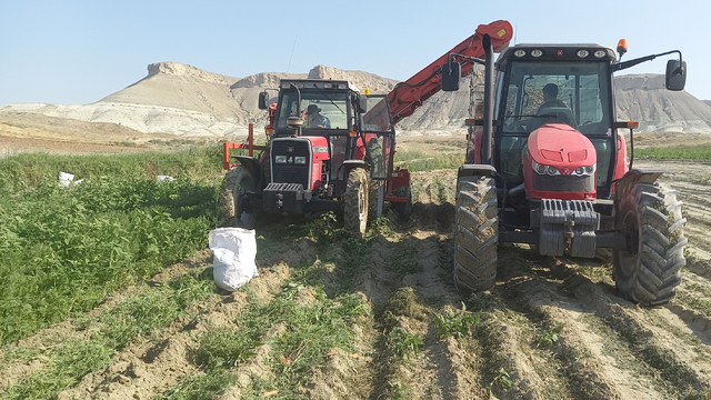 Beypazarı'nda yazlık havuç hasadı başladı