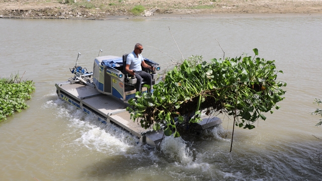 Hatay'da Asi Nehri'ni kaplayan su sümbülleri temizleniyor