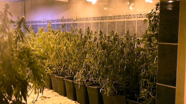 Tekirdağ'da iş yerinde bin 973 kök skunk ve 16 kilo esrar ele geçirildi