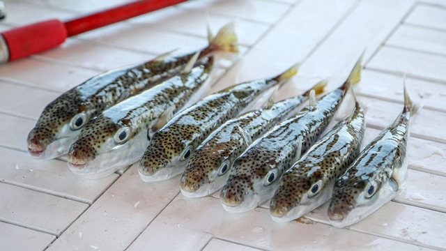 'Balon balığı avcıları' Antalya'da 218 bin lira kazandı