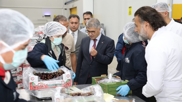 Niğde'de bu yıl 42 bin ton kiraz rekoltesi bekleniyor