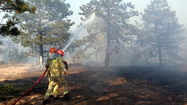 Edirne'de orman yangını (3)