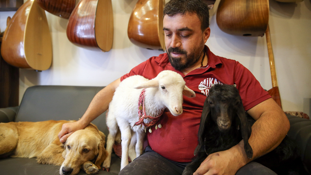 Bağlama ustasının yoldaşı, kuzu, köpek ve oğlak oldu