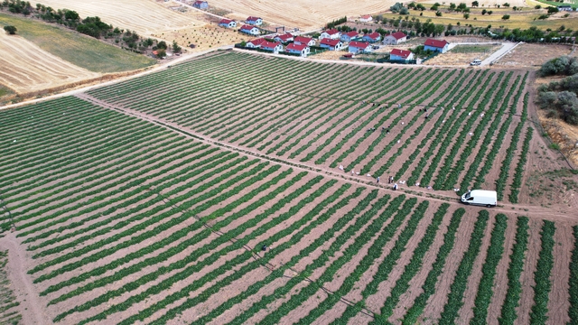Çubuk'ta salatalık hasadı başladı