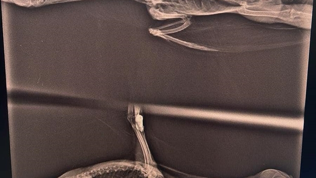 Boğazına misina iğnesi takılan saz tavuğu sağlığına kavuştu