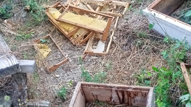 Bolu'da ayılar arı kovanlarına zarar verdi