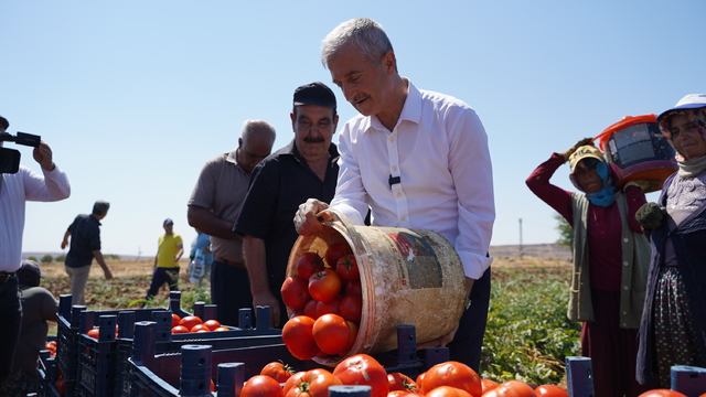 Gaziantep'te belediyenin üreticiye verdiği fidelerin ürünleri toplanıyor