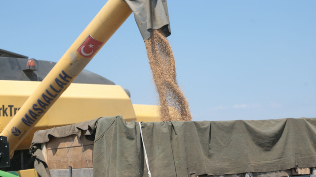 Bolu'da ilk kez ekilen "Ayten abla" buğdayının hasadı yapıldı