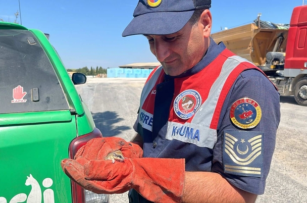 Edirne'de nesli tehlike altındaki yediuyur doğaya bırakıldı