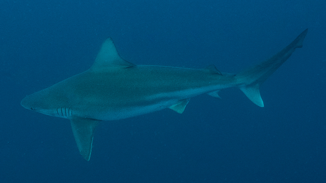 İskenderun Körfezi açıklarında besin arayan "kum köpek balıkları" görüntülendi