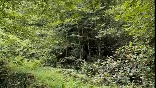 Baba-kız, sarmaşık ve otlardan temizledikleri 1,5 asırlık kemer köprüyü ortaya çıkardı