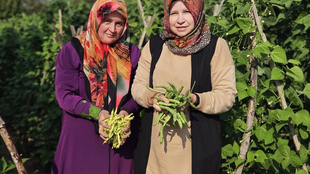 Demirci'de taze fasulye hasadı başladı