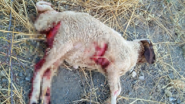 Adana'da kurt sürüsünün saldırısında 11 küçükbaş öldü