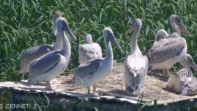Soyu tehlikedeki tepeli pelikan yavruları, kuş cennetindeki yuvalarından ayrılmaya başladı