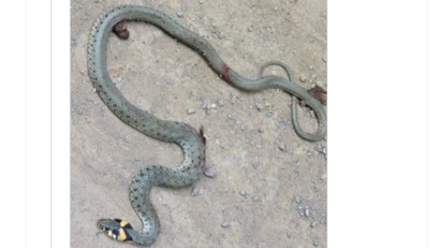 'Örümcek, yılan, akrep çok zehirli' haberlerine, 'Asıl bu haberler zehirli' tepkisi