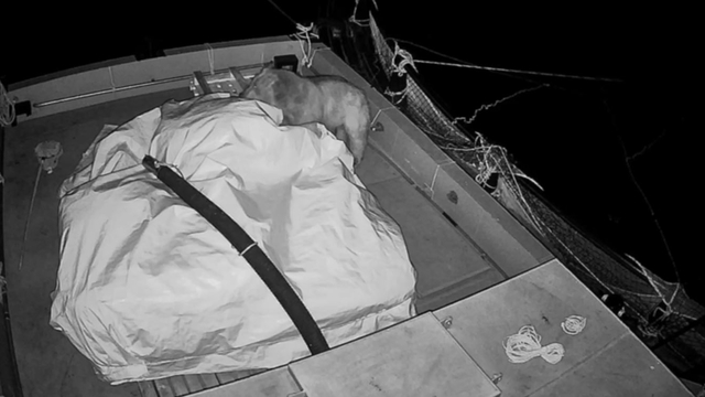 Ayının barajda yüzerek ulaştığı kafesten balık avı kamerada