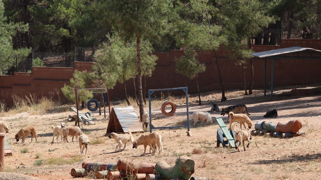 Yeni yasa ile toplanan sokak hayvanları, sosyal medyadan sahiplendiriliyor