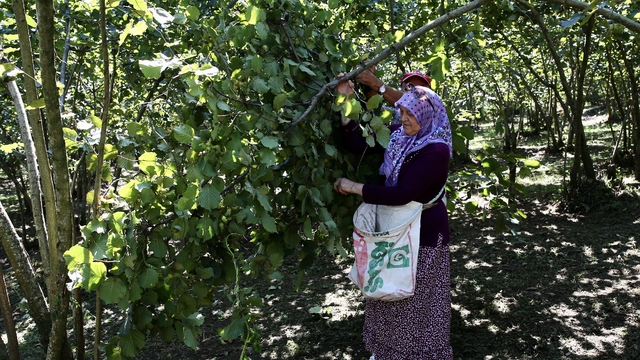 Giresun'da "Fındık Hasat Şenliği" düzenlendi