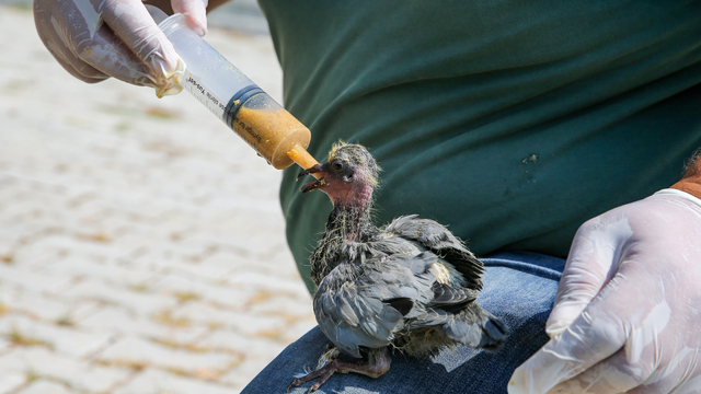 Van'da yıkılan metruk yapıdaki 20 güvercin yavrusu koruma altına alındı