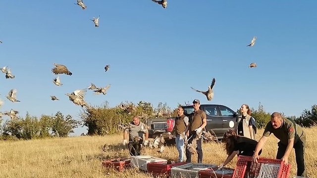 Kırklareli'nde 300 çil kekliği doğaya bırakıldı