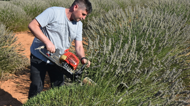 Afyonkarahisar'da lavanta bahçelerinde hasat başladı