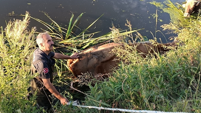 Erzurum'da bataklığa saplanan büyükbaş hayvanları itfaiye ekibi kurtardı