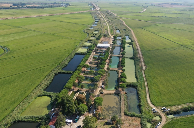 Edirne'de üretilen 10 milyon yavru sazan balığı baraj ve göletlere bırakıldı