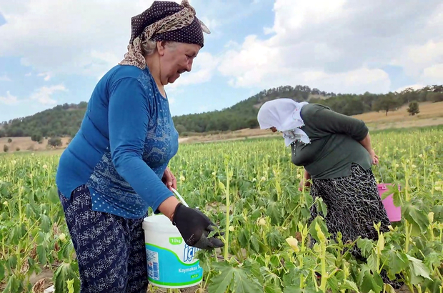 Tarladan toplayana yarı fiyatına bamya