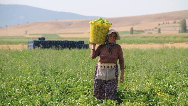 Kütahya'daki Altıntaş Ovası'nda alternatif ürün olarak yetiştirilen biber, üreticisini sevindirdi