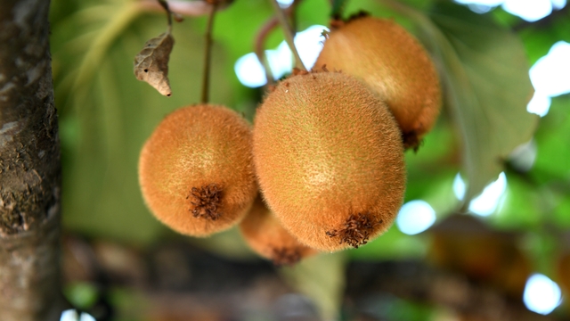 Lapseki'de meyve üretiminde alternatif kivi yetiştiriciliği denemesi başarılı oldu