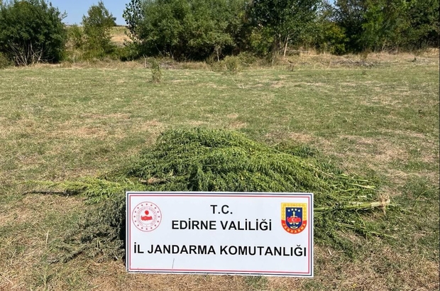 Edirne'de bir tarlada 300 kök Hint keneviri ele geçirildi